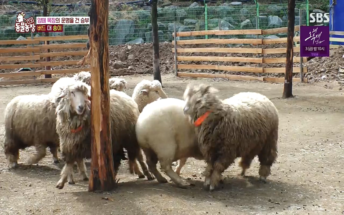 TV 동물농장.E1071.220530p-NEXT.mp4_20220529_174717.621.jpg