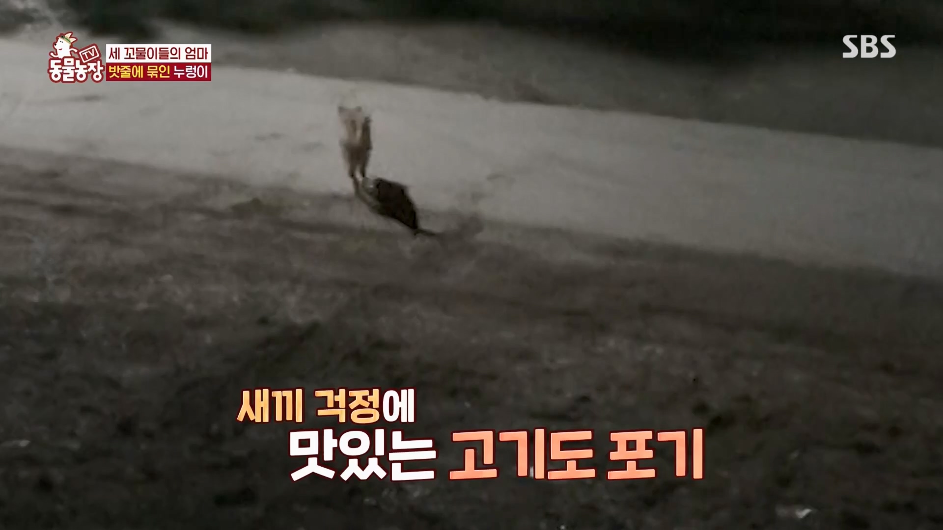 TV 동물농장.E1159.240218p.H264-F1RST.mp4_20240218_170012.208.jpg