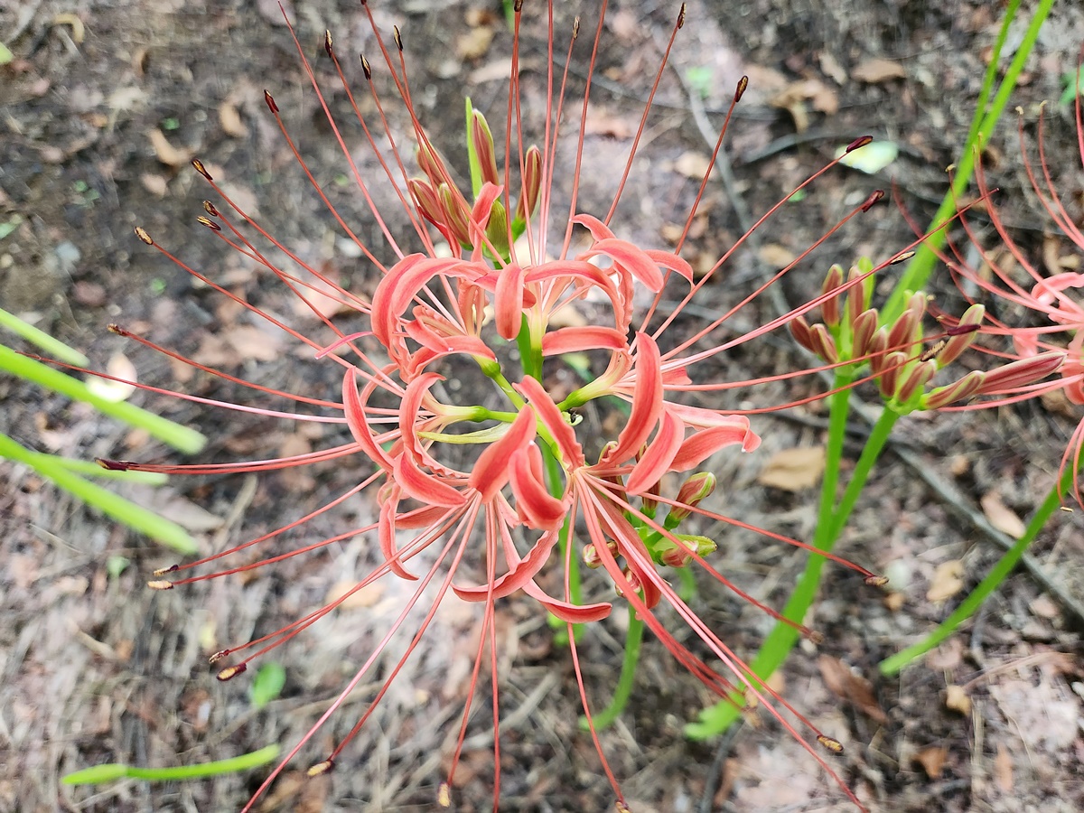 석산(꽃무릇)