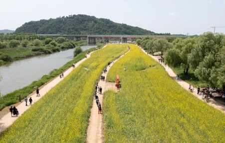 2024 창릉천 유채꽃 축제 