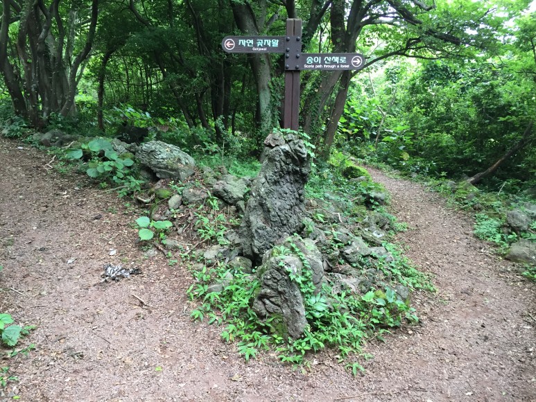  겨울에도 늘 푸른 제주 화순곶자왈