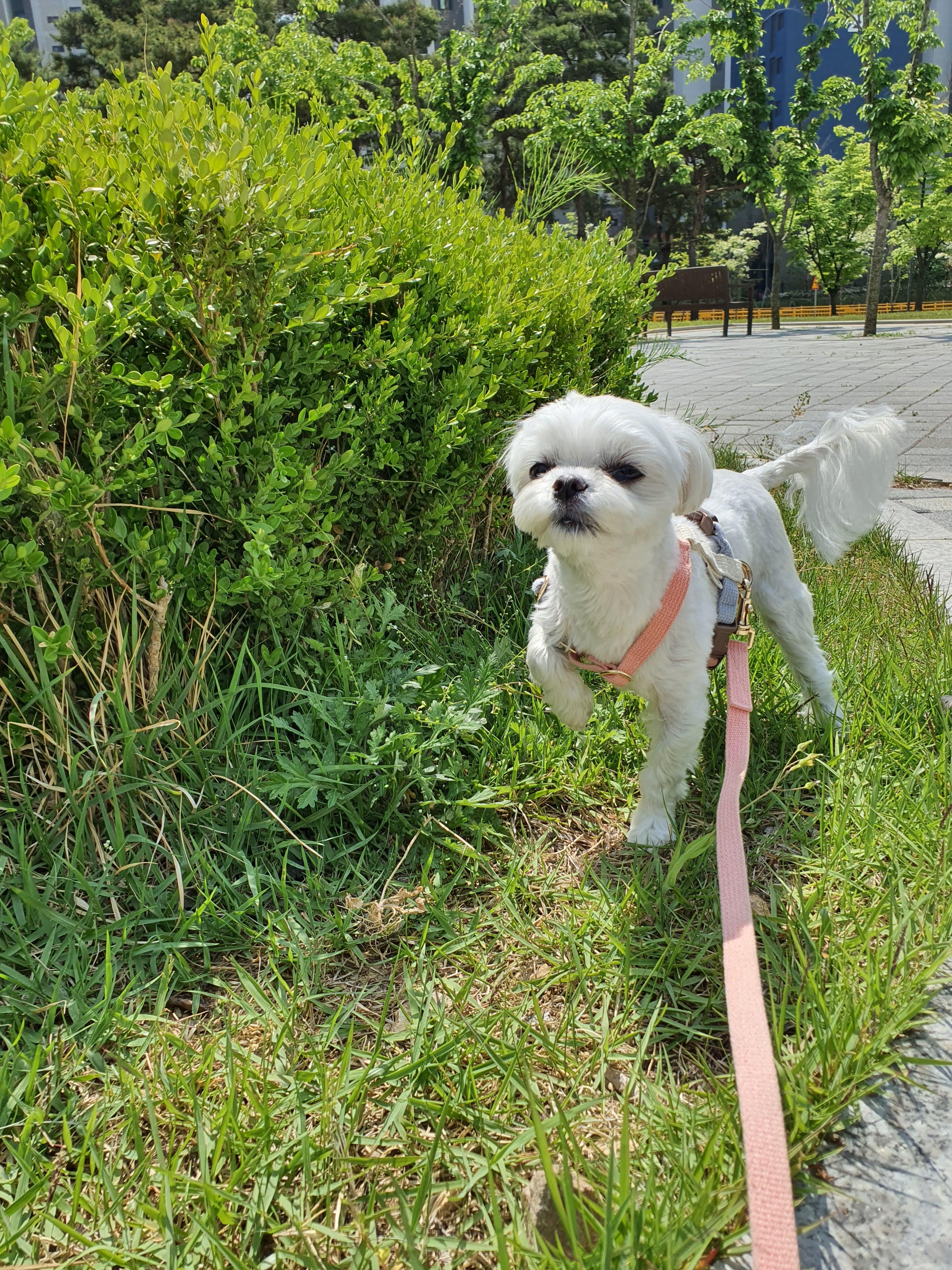 무더운 여름철 강아지 열사병 조심해야 하는 이유