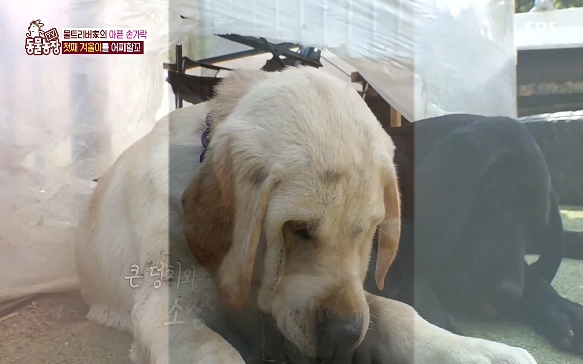 TV 동물농장.E1071.220530p-NEXT.mp4_20220529_174707.307.jpg