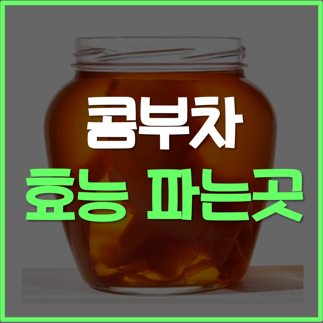  콤부차 효능 파는곳