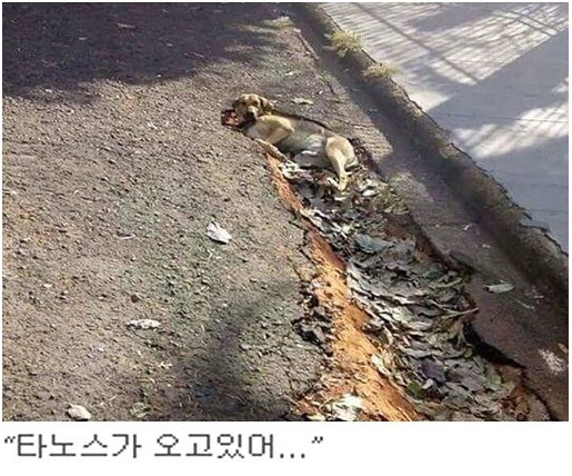  대기권 밖에서 떨어진 댕댕이