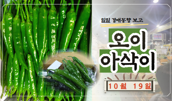  [경매사 일일보고] 10월 19일자 가락시장 오이아삭이 경매동향을 살펴보겠습니다!