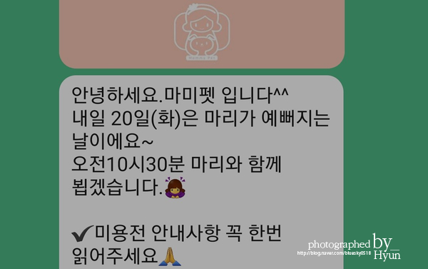 ::모델이 되어도 좋아! 실버푸들 마리 미용 12