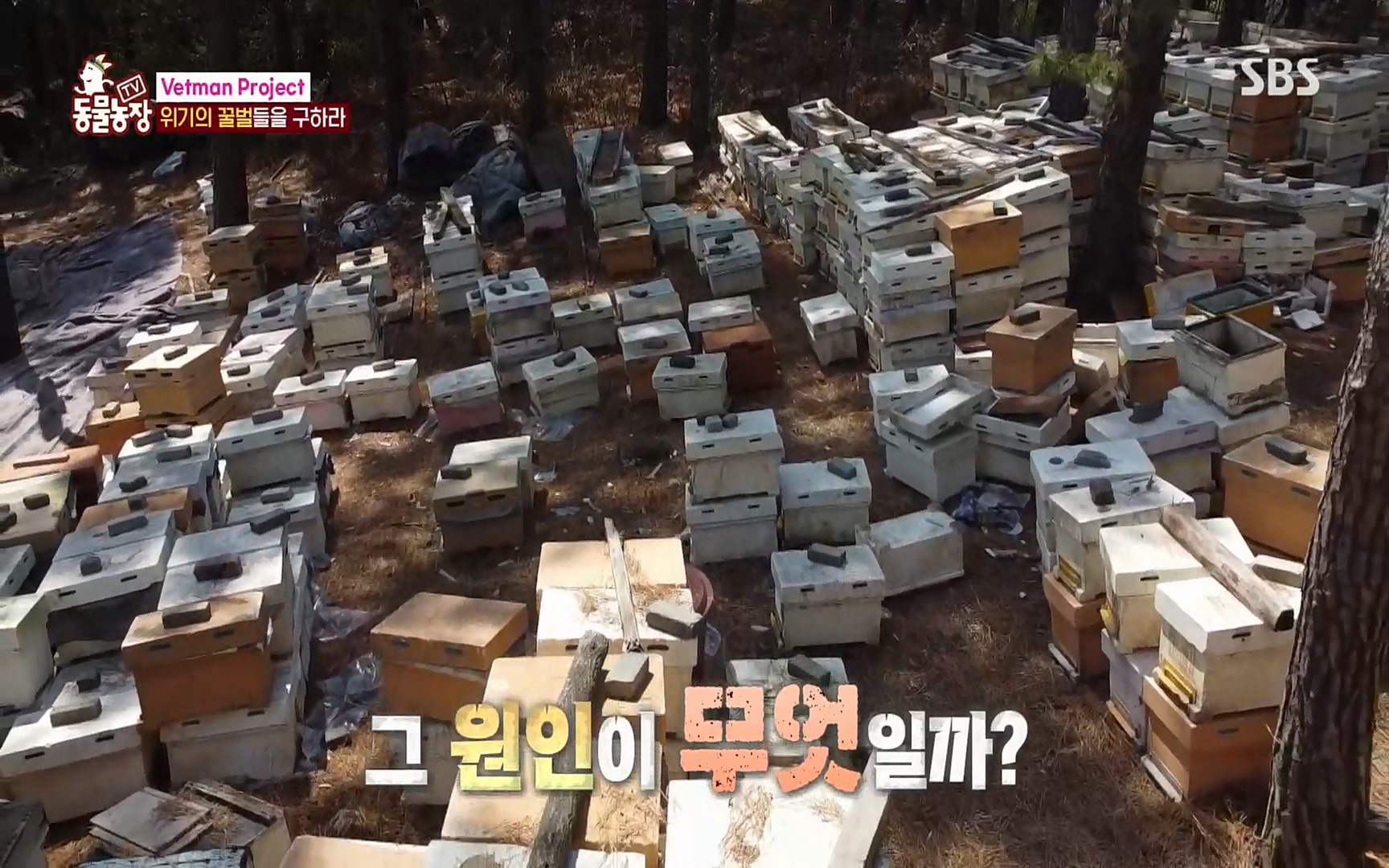 TV 동물농장.E1072.220605p.H264-F1RST.mp4_20220605_181202.202.jpg
