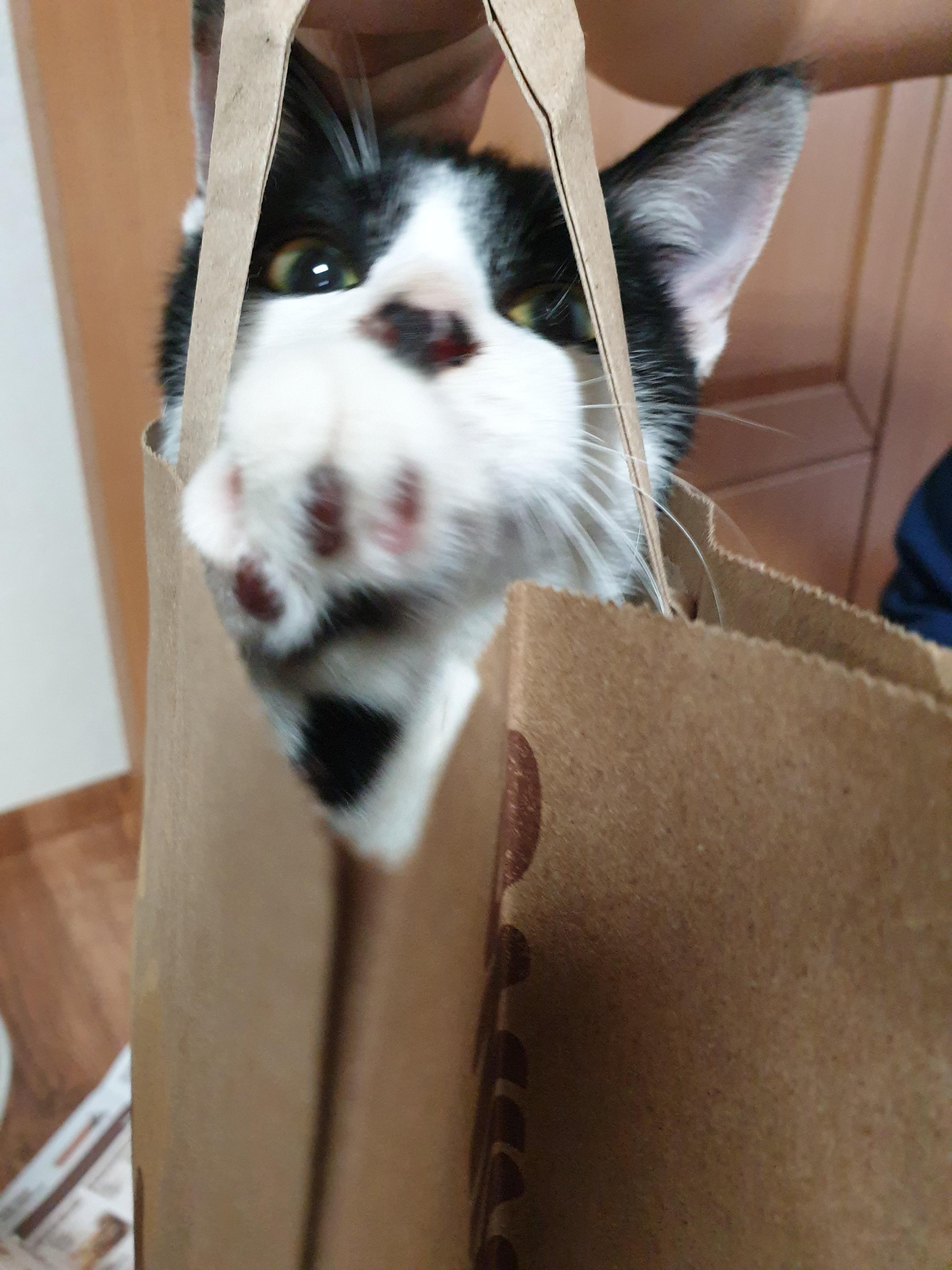  세계 고양이의 날 다들 알고 계셨나요~?