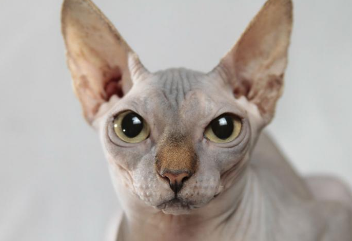  스핑크스 고양이 자세히 알아보자