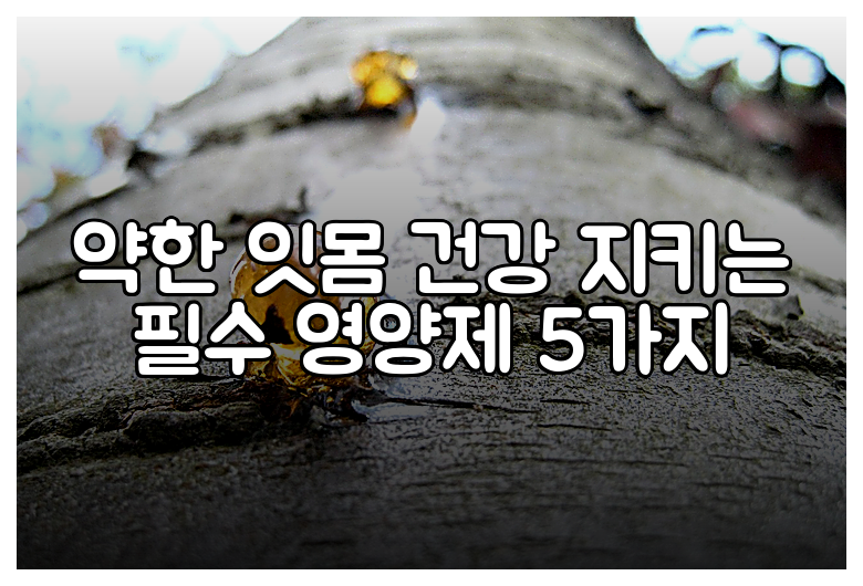 약한 잇몸 건강 지키는 필수 영양제 5가지