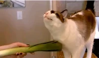  대파(Leek) 다이어트!! 식이섬유 함량과 체중 관리의 관계!