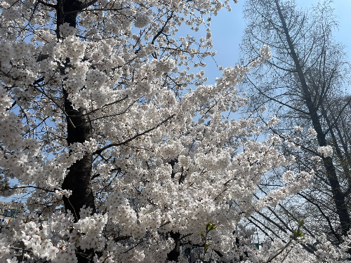 우이천 벚꽃나무