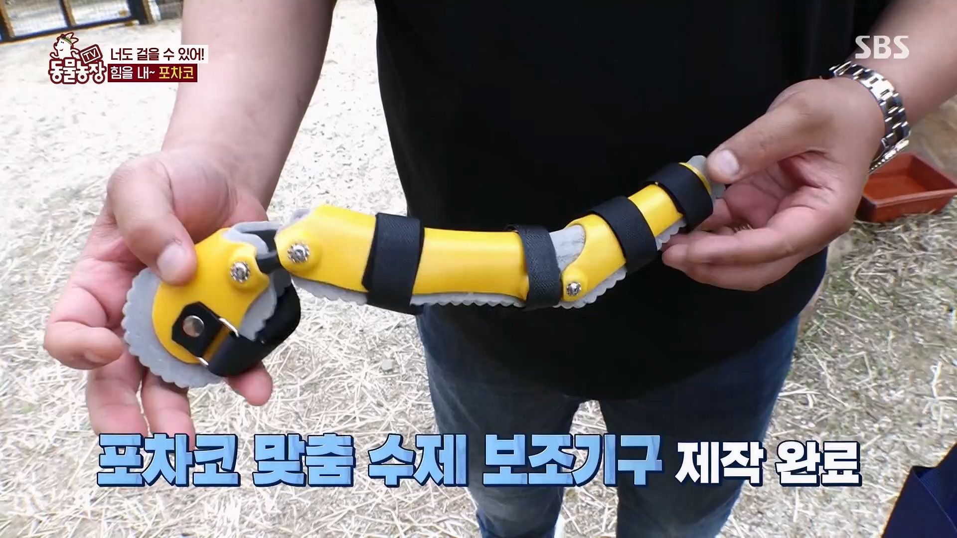 TV 동물농장.E1119.230507p.H264-F1RST.mp4_20230507_135928.188.jpg