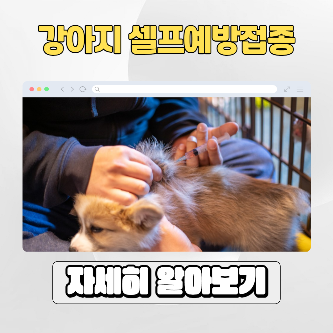  강아지 예방접종주사 셀프예방접종 방법 및 후기