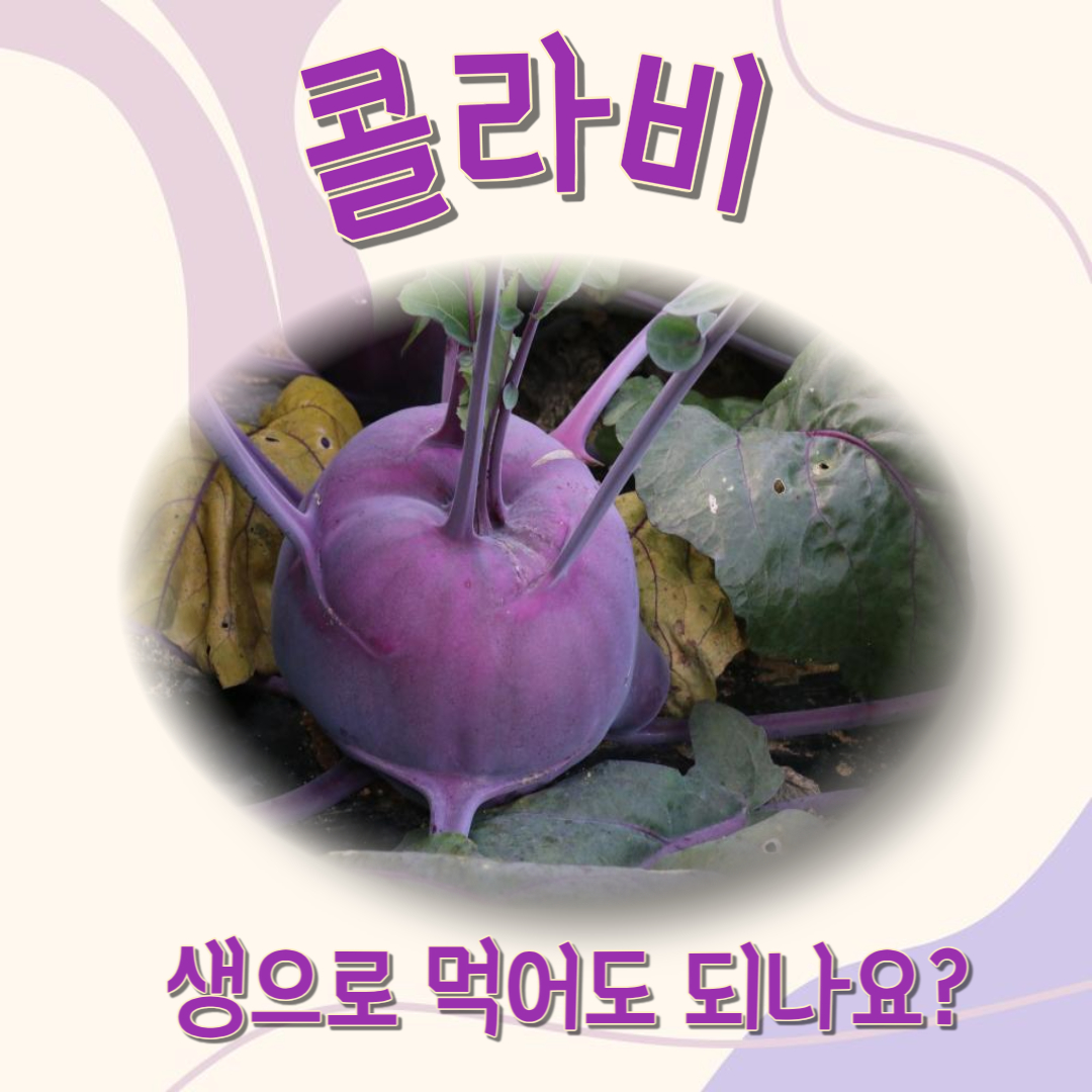 콜라비 생으로 먹어도 되나요? : 생으로 먹는 방법