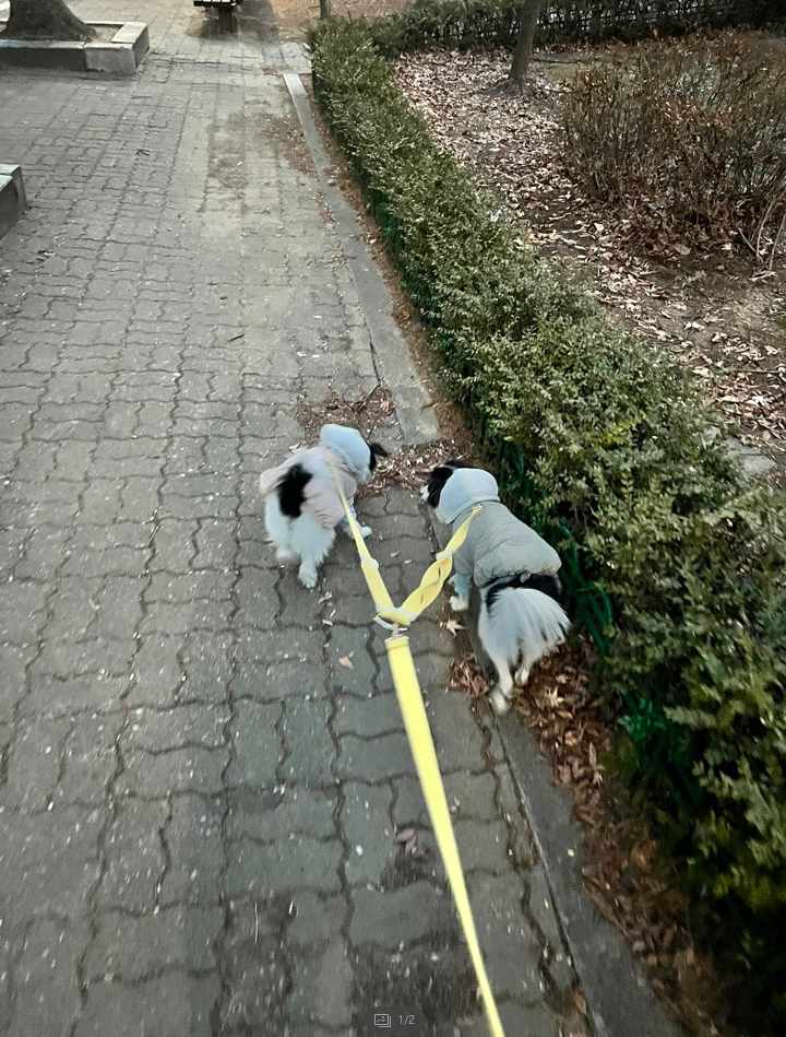  우리 아이 산책이 중요할까요?