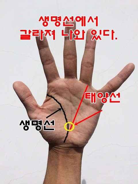  태양선은 수많은 선중에서 매우 변하기 쉬원 손금으로 생활환경의 변화나 일에 대한 의욕등에서도 변화합니다.