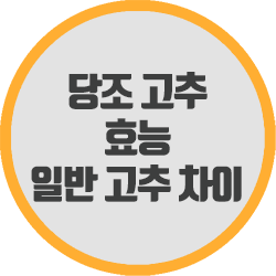  당조고추의 효능과 일반 고추와 차이점 확인하고 구매하세요.