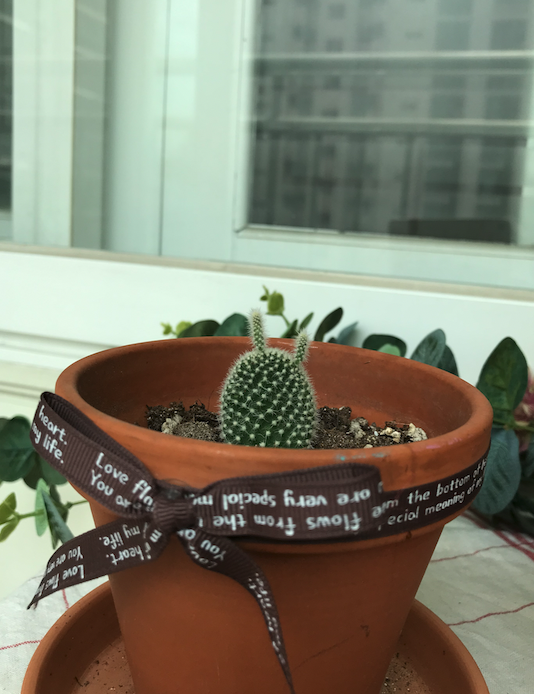  토끼같은 작고 귀여운 반려식물 백도선 선인장 키우기