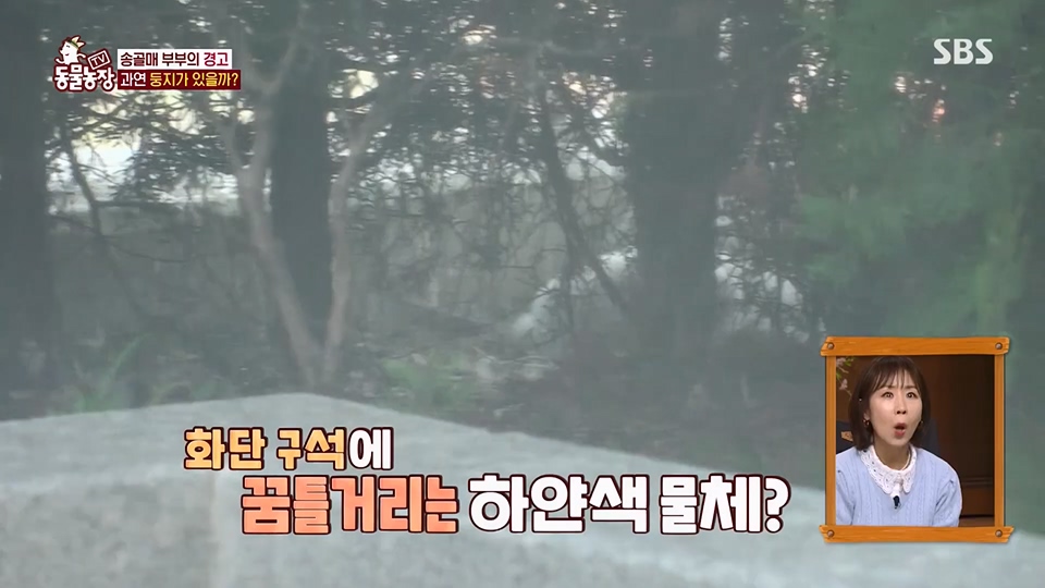 TV 동물농장.E1125.230618p.H264-F1RST.mp4_20230618_192113.242.jpg