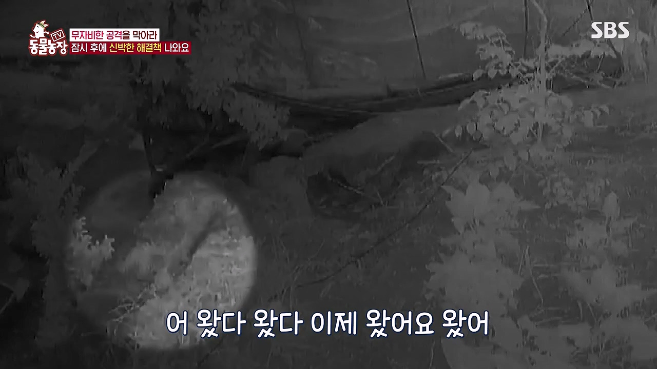 TV 동물농장.E1176.240617p-NEXT.mp4_20240616_171027.953.jpg