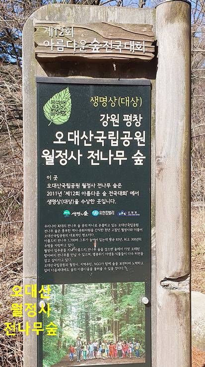 오대산 월정사 전나무숲길