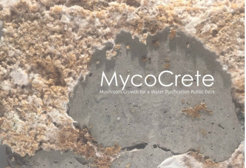 곰팡이로 만들어진 &#39;콘크리트&#39;...과연 대체될까 Mycocrete: New material made of fungi hopes to replace concrete in construction projects