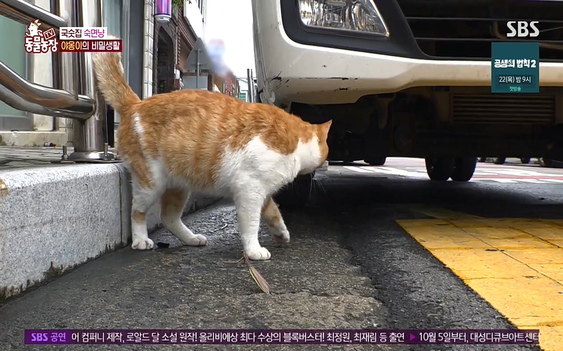 TV 동물농장.E1087.220919p-NEXT.mp4_20220918_180219.178.jpg