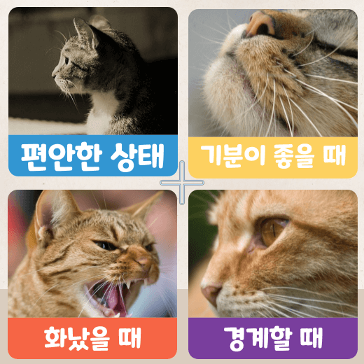 고양이-수염-상태-변화-감정-확인-가능