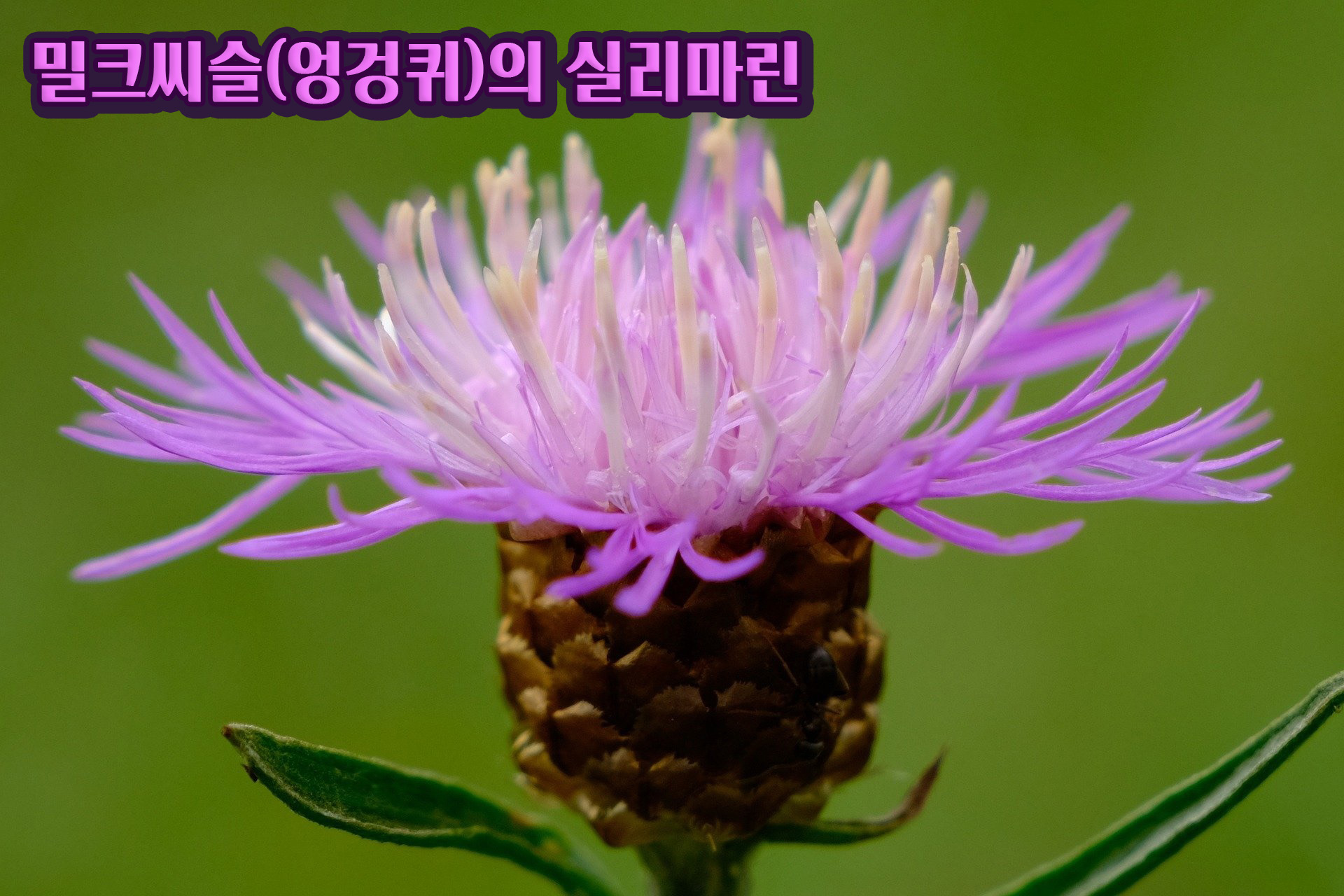  과음? 간 건강? 밀크씨슬(엉겅퀴)의 실리마린 효능에 맡겨요! 실리마린의 부작용은?
