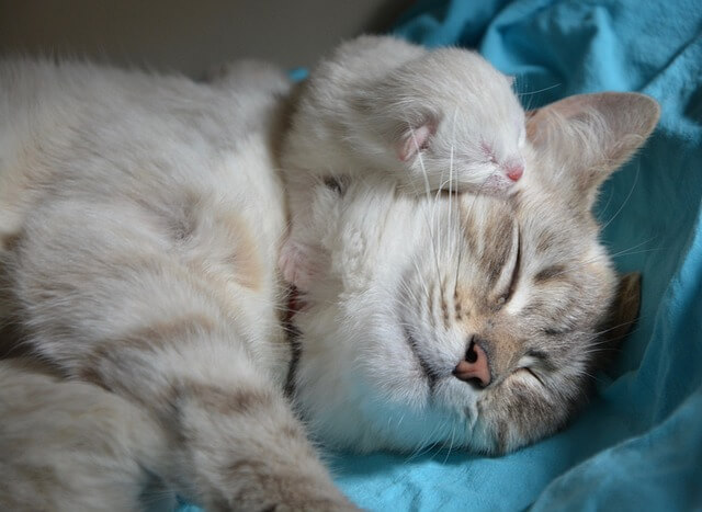 새끼고양이
