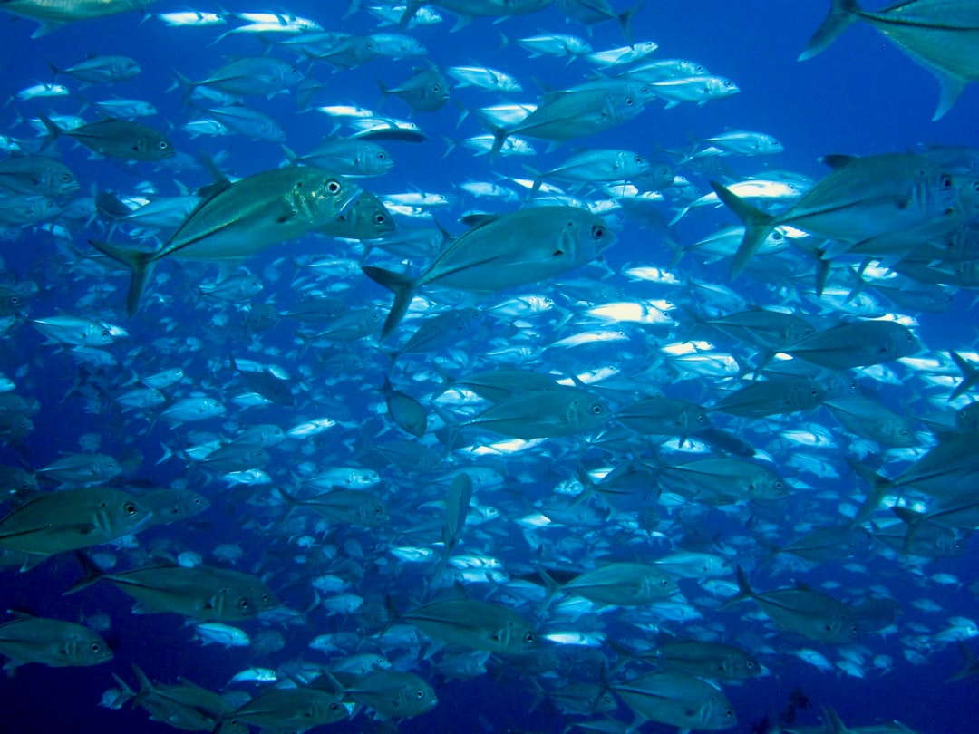 Tuna