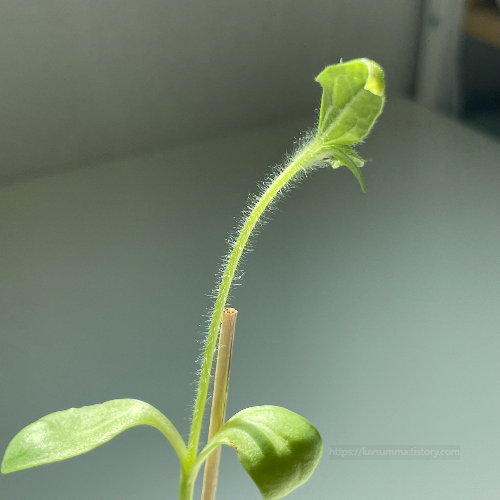 해바라기 솜털