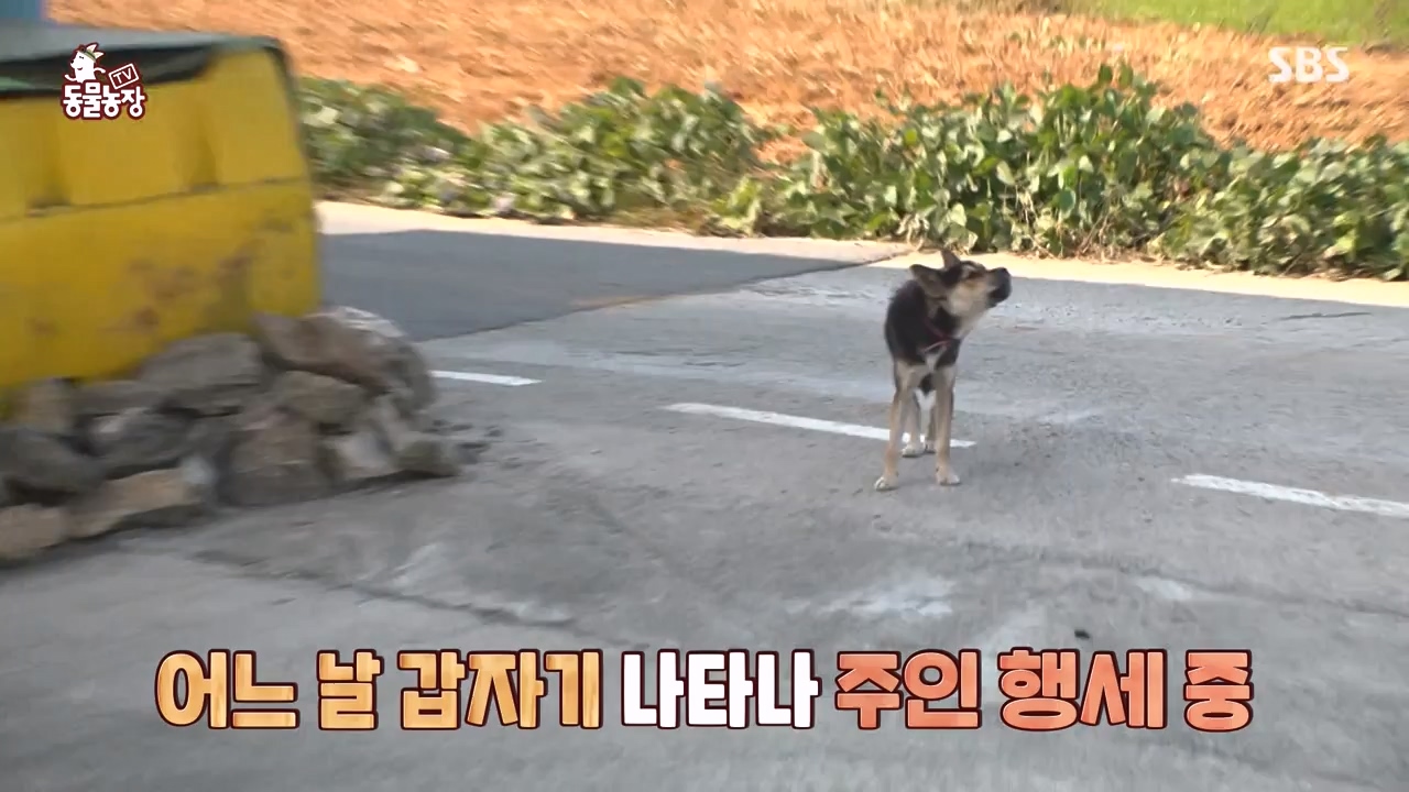 TV 동물농장.E1146.231120p-NEXT.mp4_20231119_175300.031.jpg