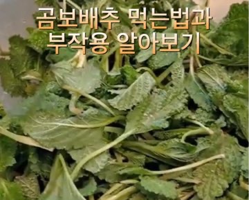 곰보배추-먹는법-부작용