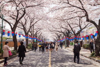 2025 벚꽃 개화시기 만개시기 축제 명소 꽃말_15