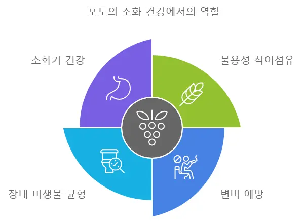 포도의 장 건강 효능