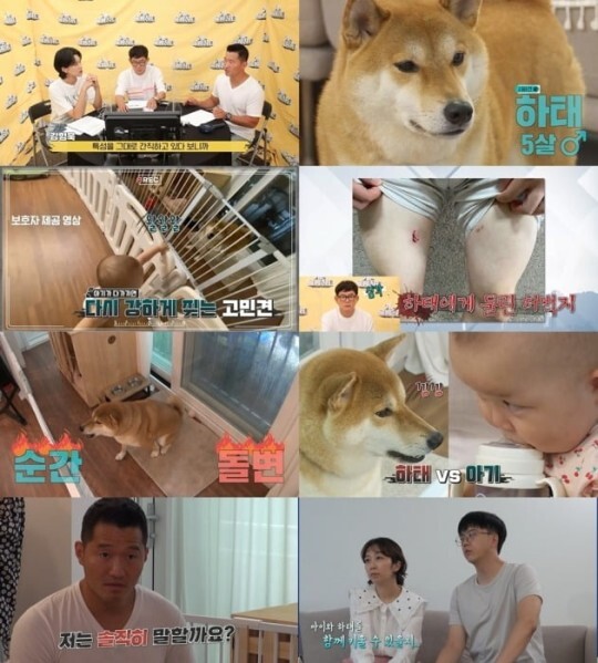  강형욱, "시바견 공격에 13개월 아기 위험" 촬영 중단…母 보호자, 손가락 잘릴 뻔