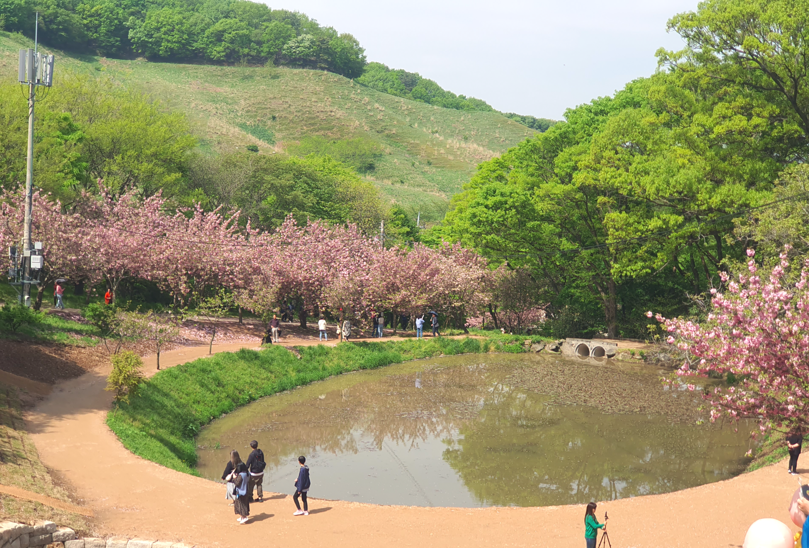 서산 문수사 겹벚꽃 명소(2024년 4월 23일)