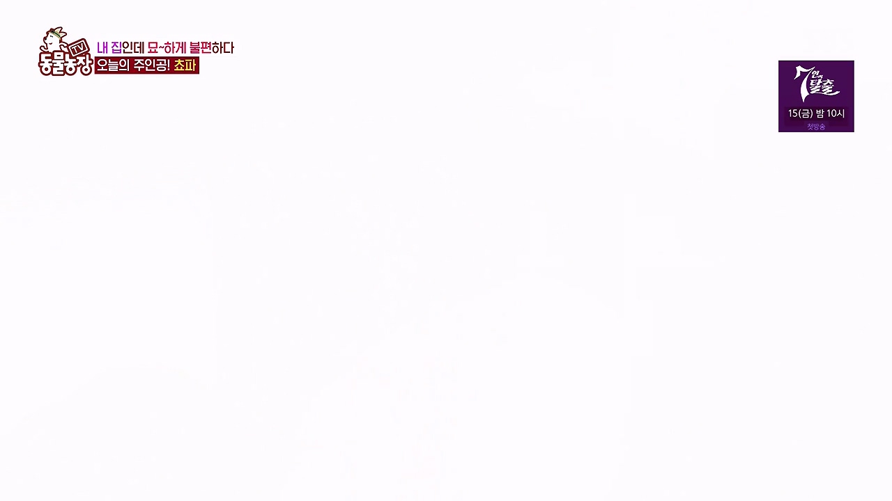 TV 동물농장.E1137.230911p-NEXT.mp4_20230910_183212.283.jpg