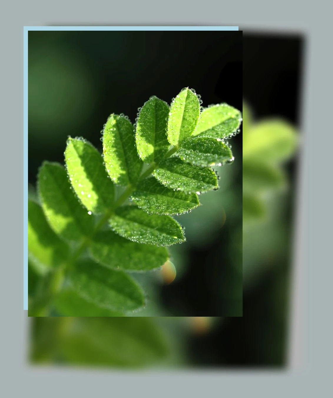 황기 효능_2_subsection