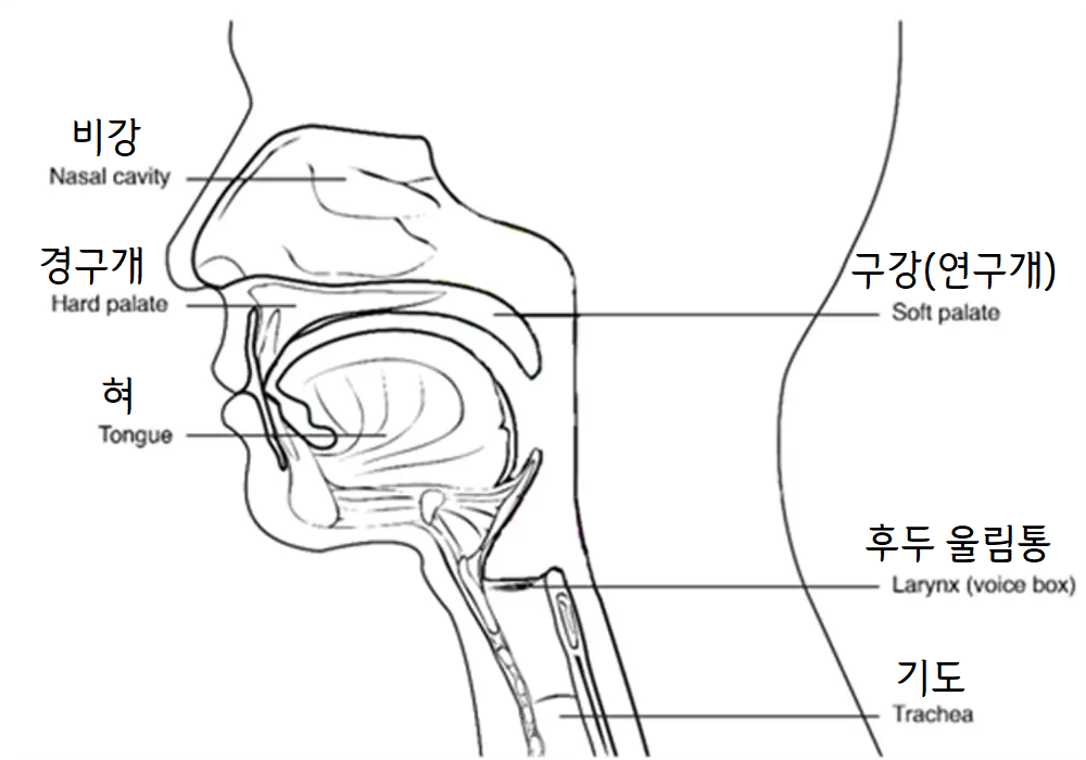 기초 발성법: 공명의 원리