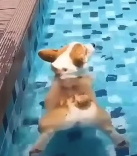 웰시 코기의 버블 엉덩이의 놀라운 능력 VIDEO: Adorable videos reveal that corgi butts float in water