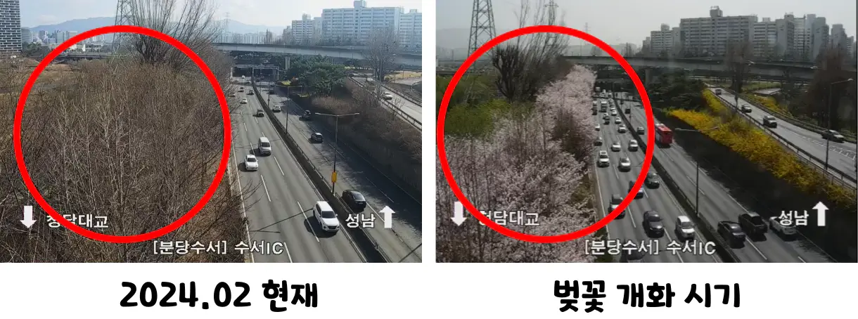 서울시-탄천-CCTV-벚꽃개화비교