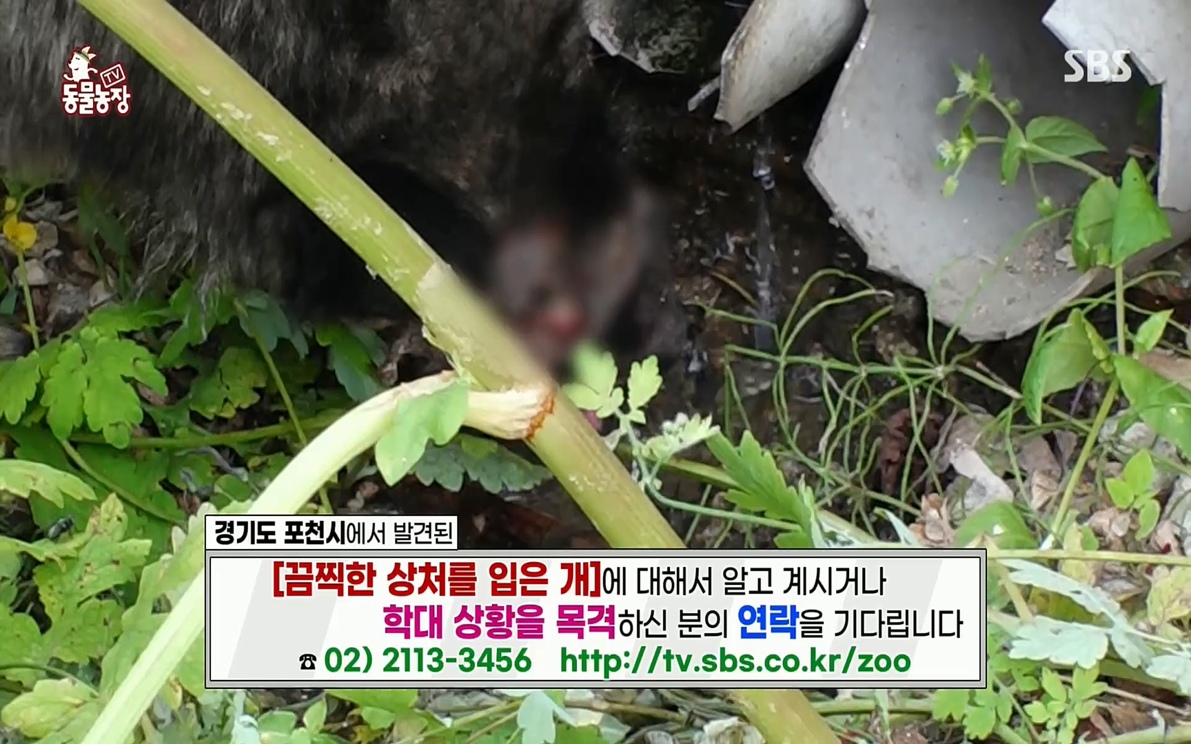 TV 동물농장.E1077.220710p.H264-F1RST.mp4_20220710_175441.339.jpg