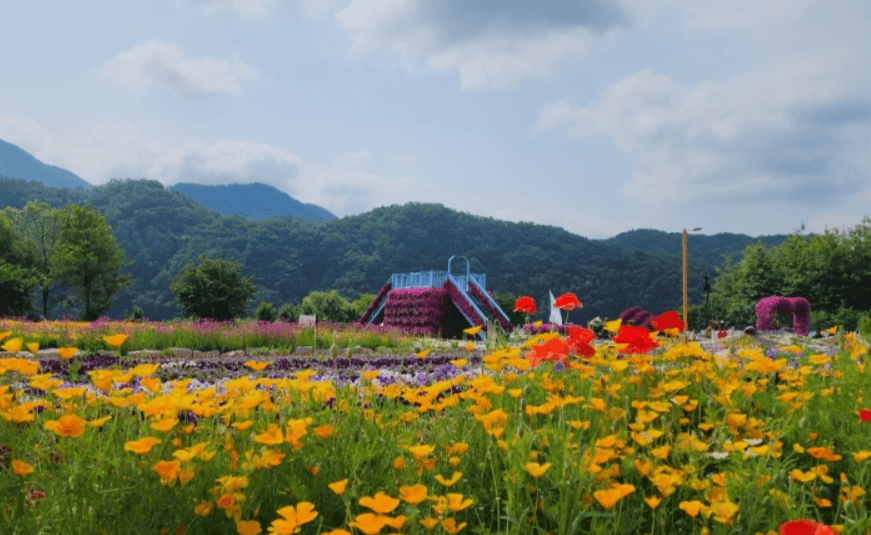 자라섬 꽃 축제 주차 기간 입장료