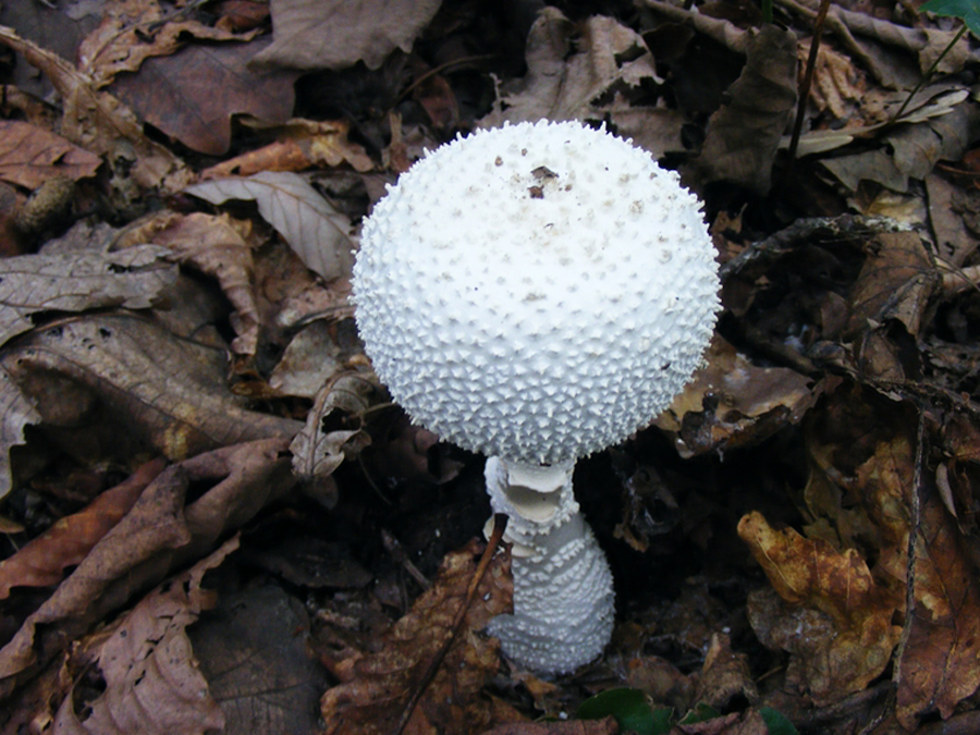 야산지-흔한독버섯_흰가시-광대버섯