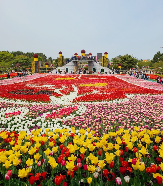 태안 튤립축제