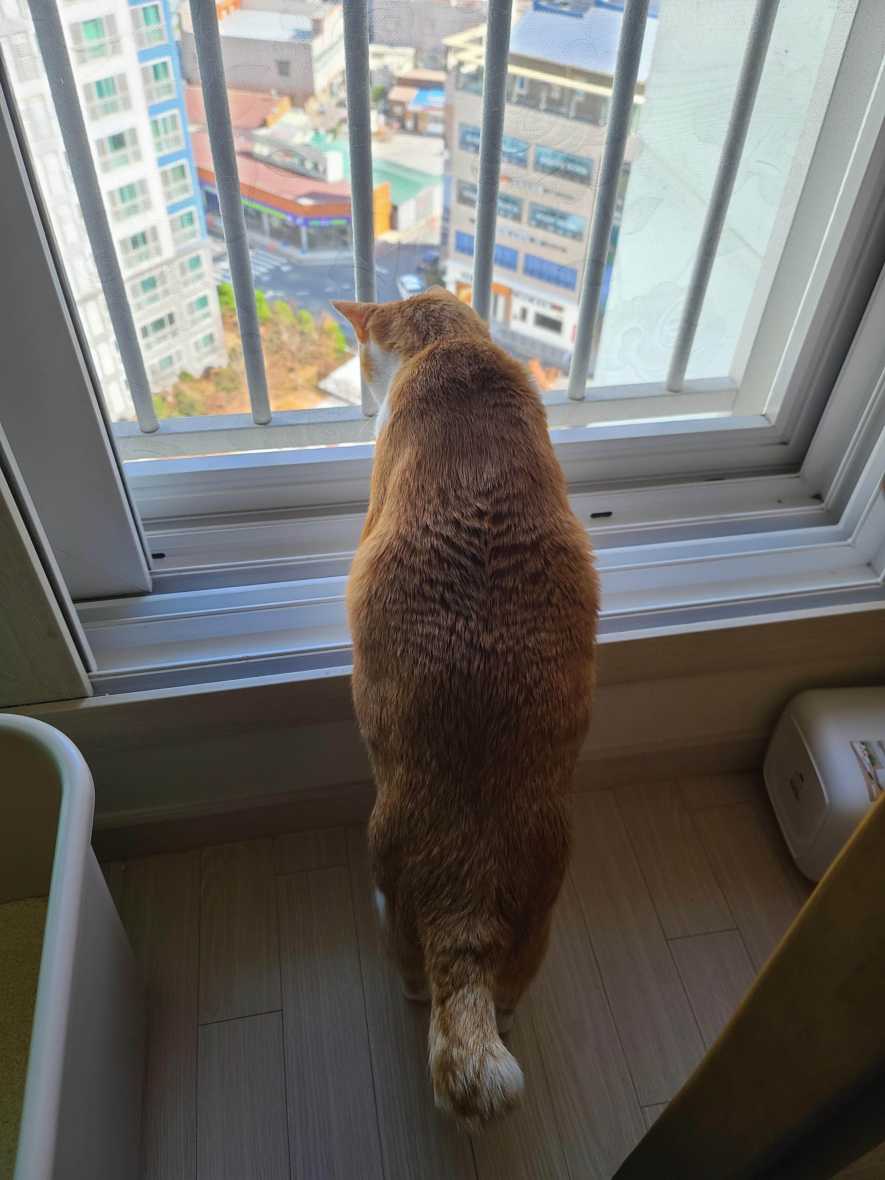 창밖 구경하는 고양이들의 뒷모습 ㅋ(feat.집사의 최애)